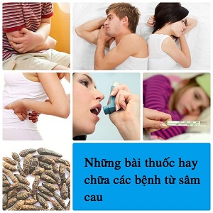 Những bài thuốc hay chữa các bệnh từ sâm cau 